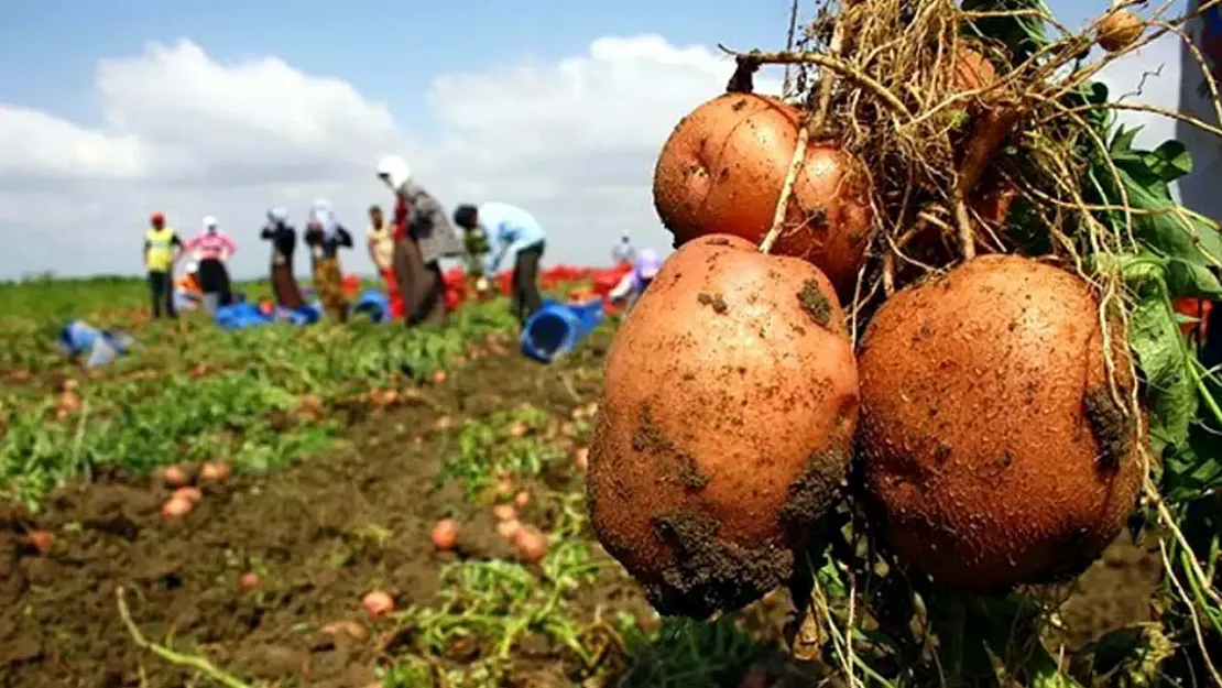 Bakanlıklarda Patates Seferberliği Başladı