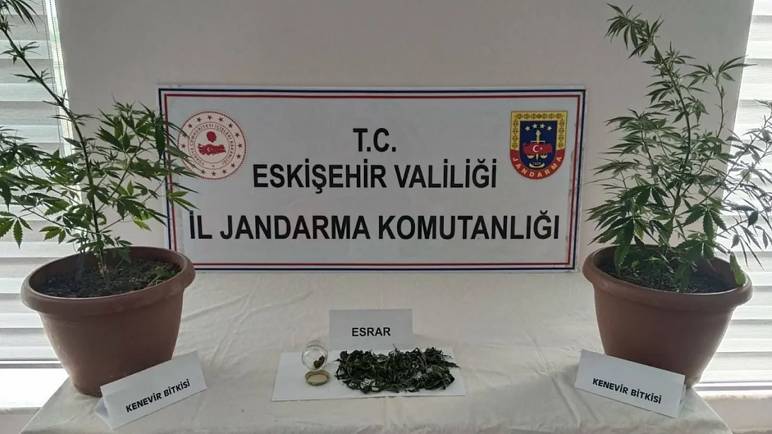 Balkondaki Saksıların İçinde 2 Kök Kenevir Ve 47 Gram Esrar Maddesi Ele Geçirildi