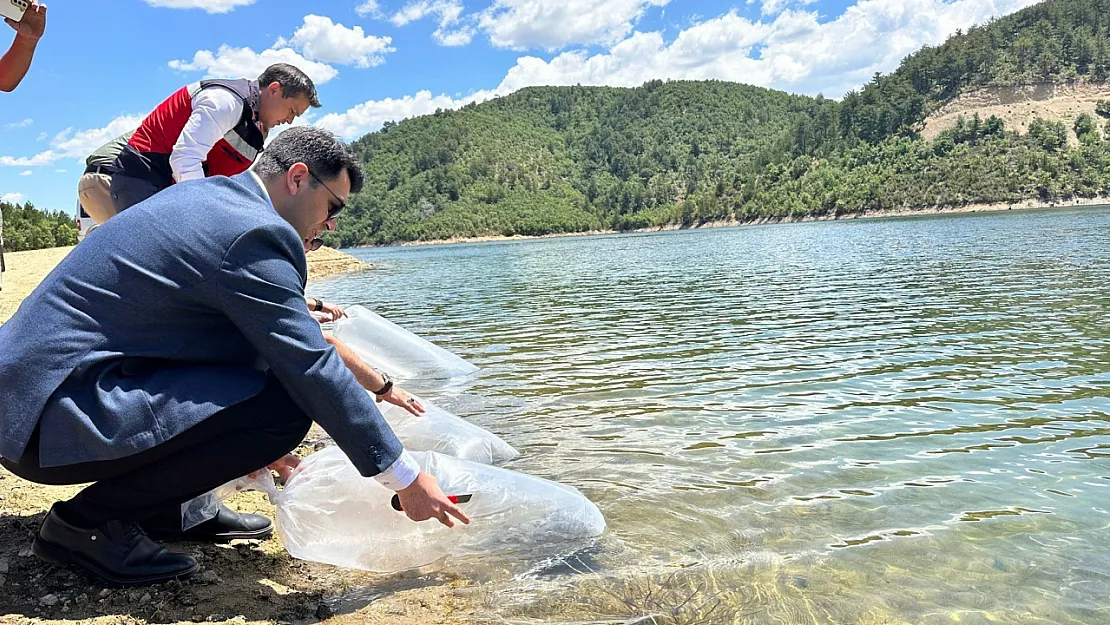 Baraj Ve Göletlere 89 Bin Aynalı Sazan Yavrusu Bırakıldı