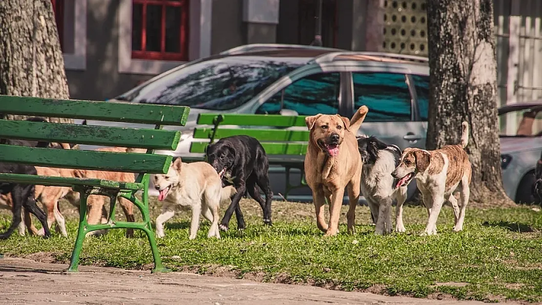 Başı Boş Köpekler İGM Gündeminde