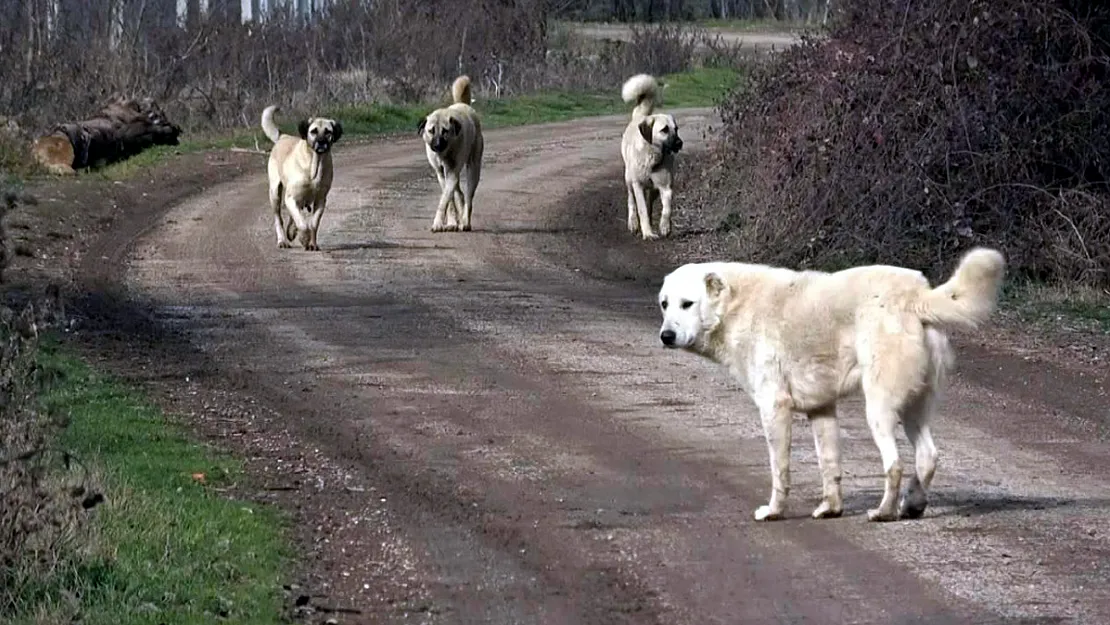 Başıboş Köpeğe Tedbir Almayan Belediyelere Ceza