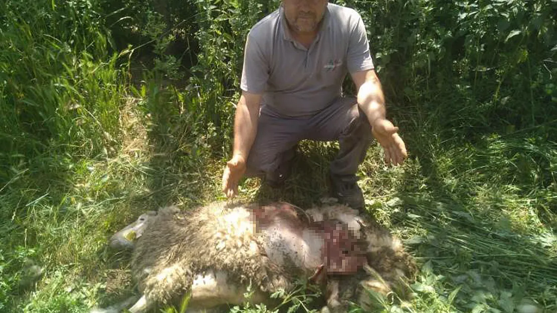 Başıboş Köpekler 9 Küçükbaş Hayvanı Parçaladı