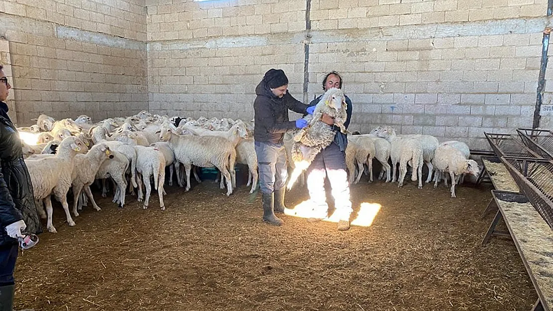 Başmakçı'da Küçükbaş Hayvanlar Aşılandı