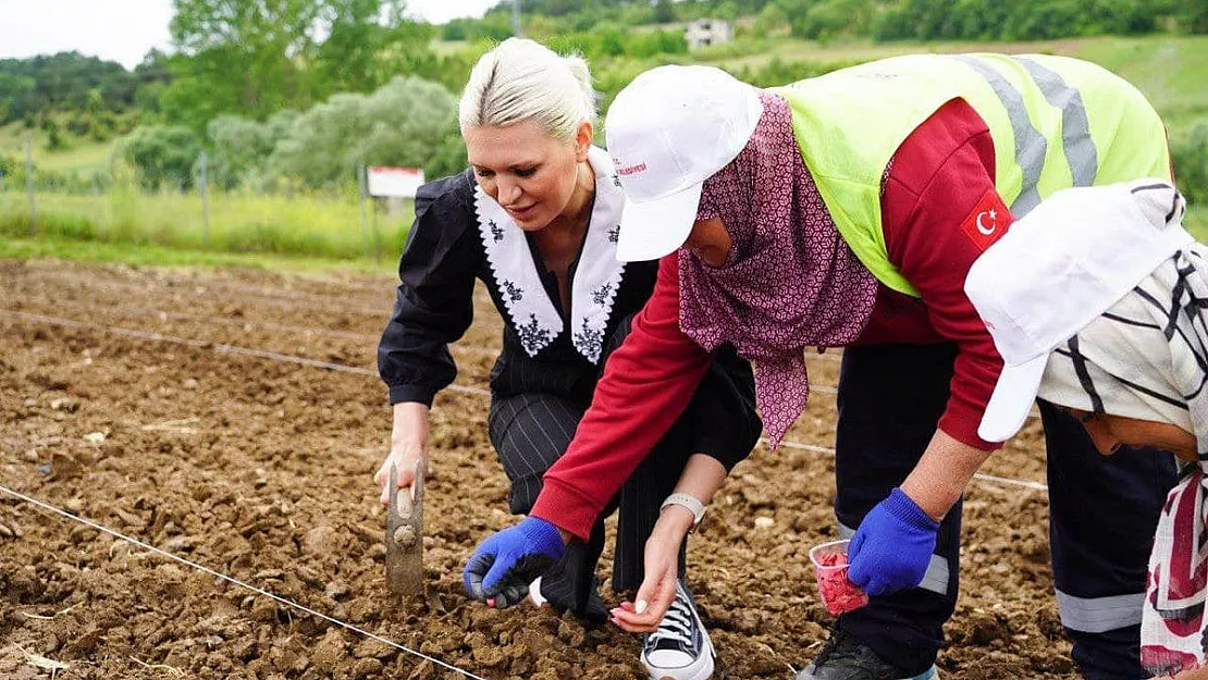 Belediyeye ait verimli tarım arazilerine kabak tohumu ekildi