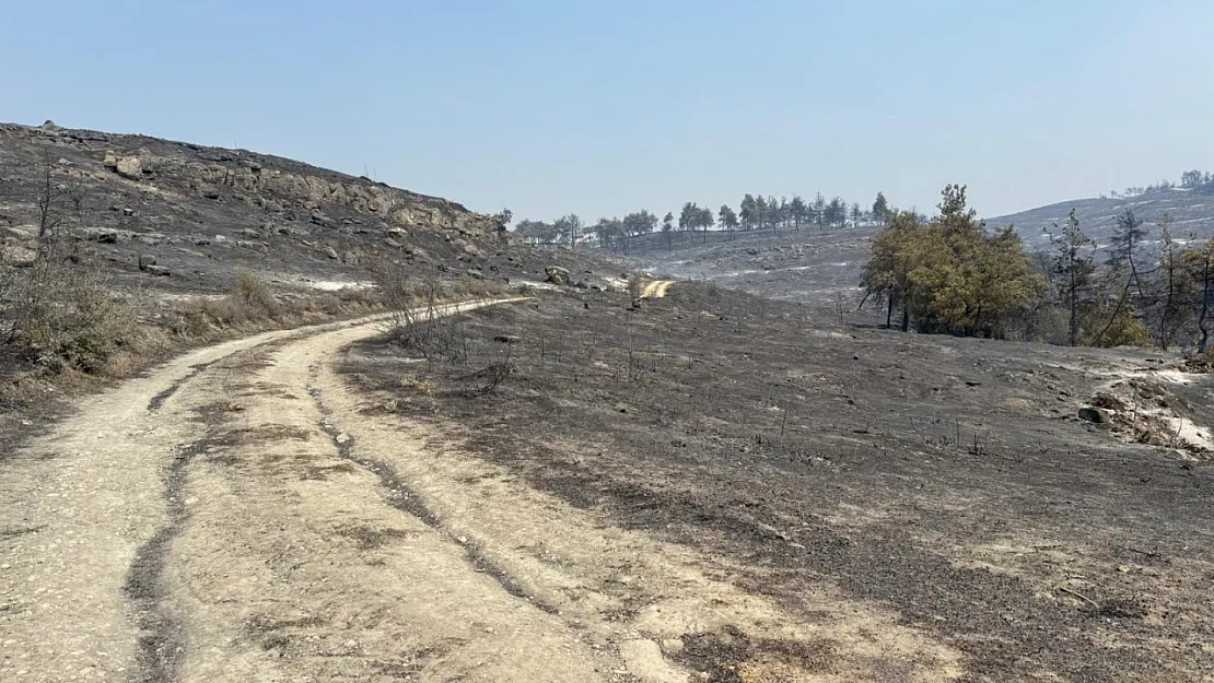 Bilecik'te Alevler Yeniden Yükseldi, Zeytinliği Yanan Köylü O Anları Anlattı