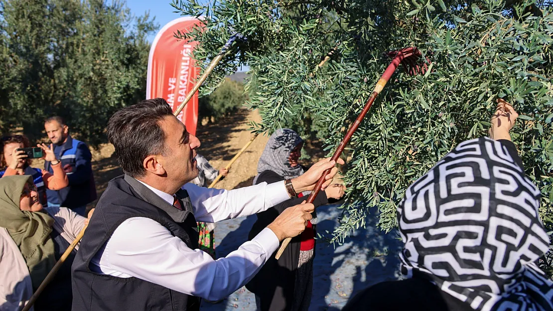 Bilecik'te Zeytin Hasadı Başladı