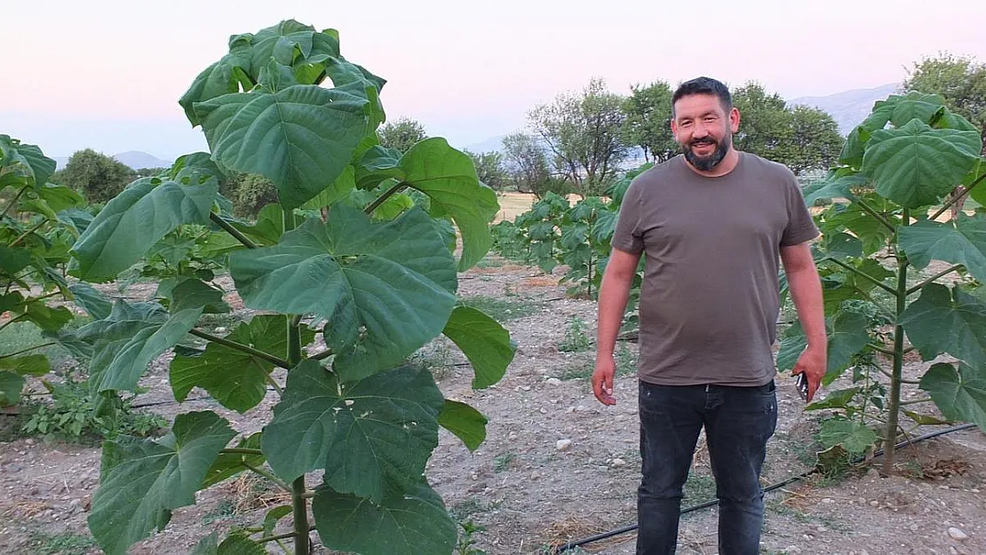 Bu Ağaç Bir Çok Sektörün Vazgeçilmezi Olacak