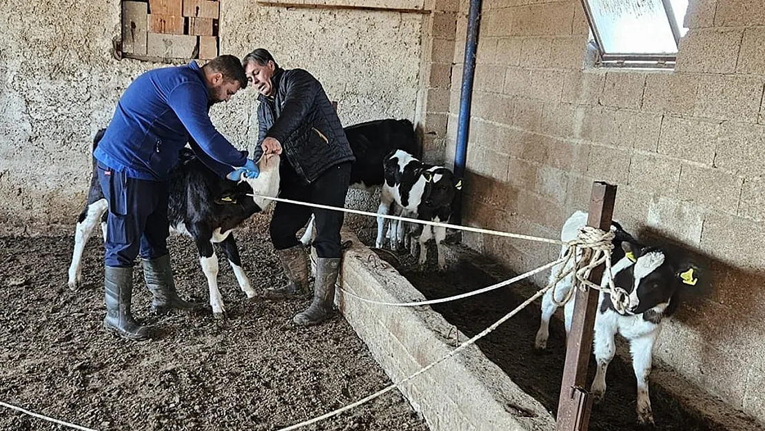 Büyük Ve Küçükbaş Hayvanlara Aşılama Çalışması Yapıldı