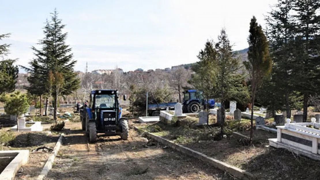 Çay mezarlığında ağaçlar budanıyor