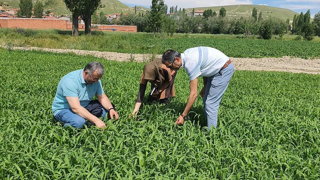 Çayır mera kontrolleri devam ediyor