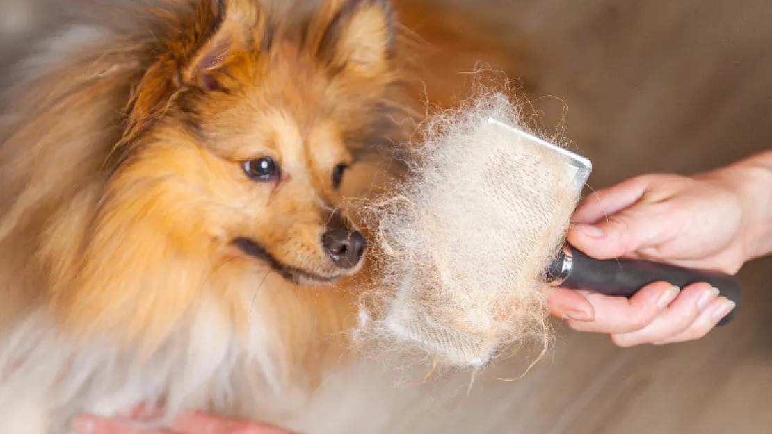 Çok Tüy Döken Köpekler İçin Ne Yapmalı?