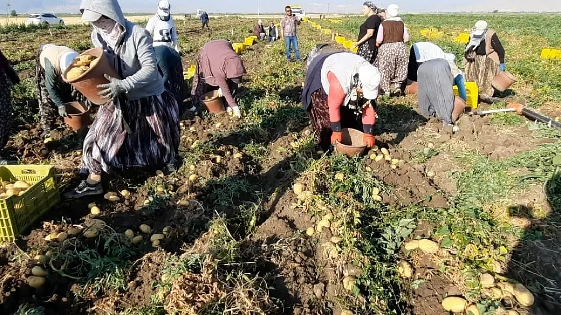 Çölovası ve Dombay Ovası patates hasadından memnun