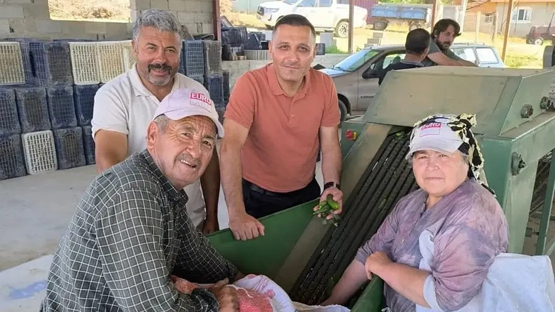Dinar'da Kornişon Salatalık Sezonu Başladı
