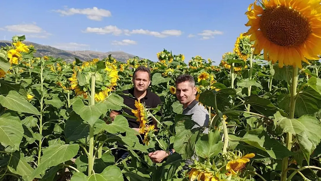 Dinar'da çerezlik ayçiçeği hasadı başladı