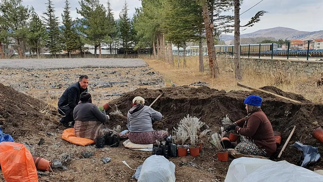 Dinar'da lavanta fidan dikimi başladı