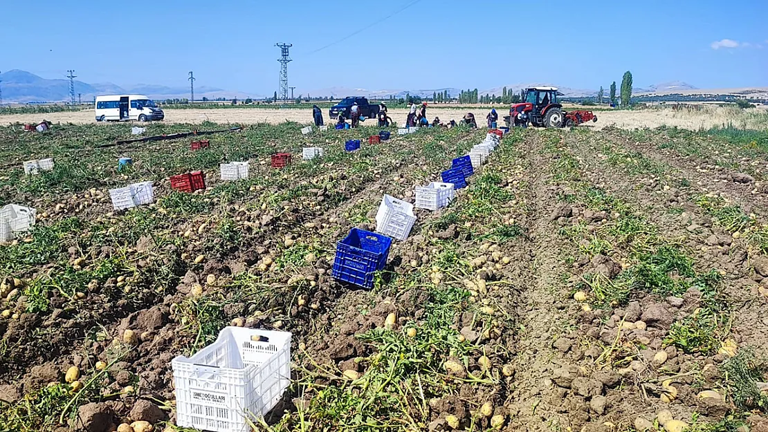 Dinar'da Patates Hasadı Başladı