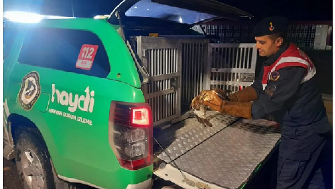  Doğada Yaralı Bulunan Şahin, Tedavi Altına Alındı