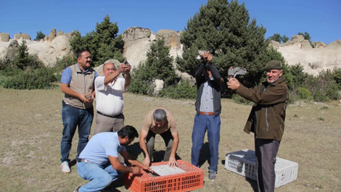 Döğer'de bin çil keklik doğaya salındı