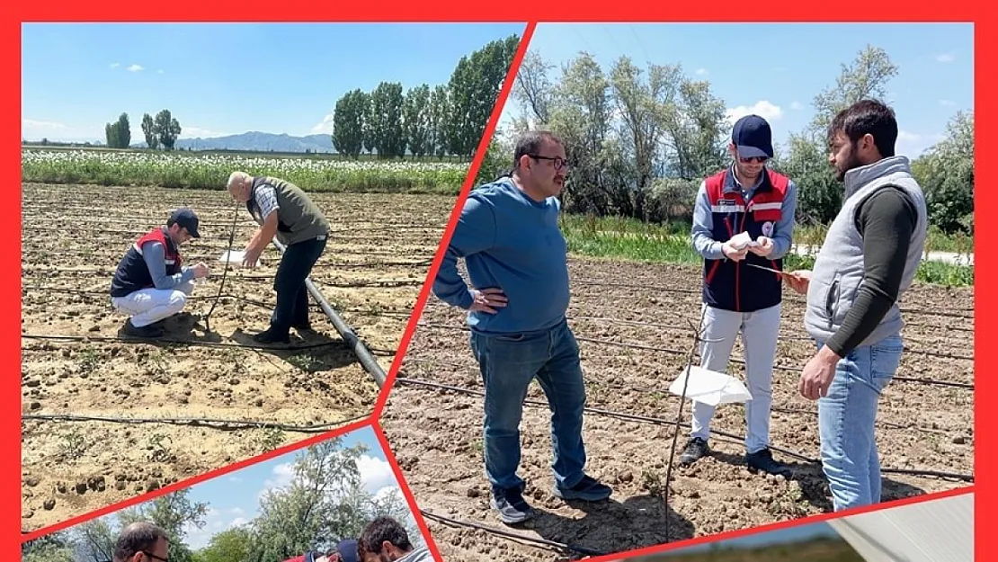 Domates Zararlısına Karşı Ekipler Teyakkuzda