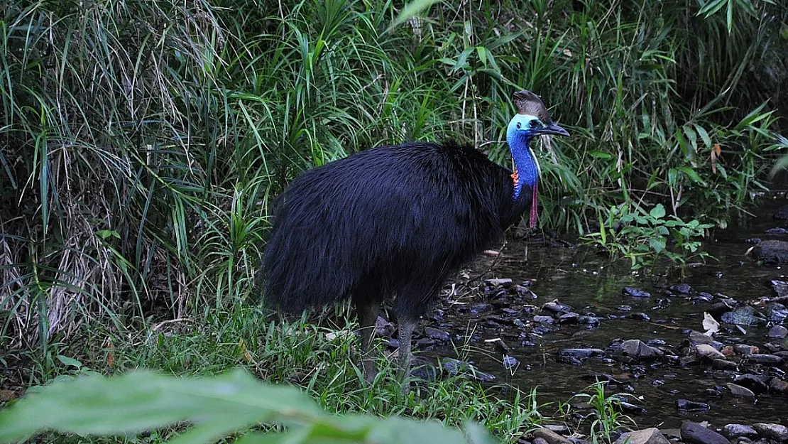 Dünyanın En Tehlikeli Kuşu! Cassowary!