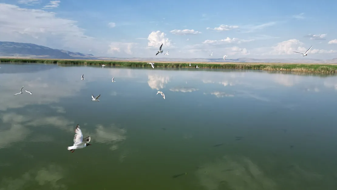 Eber Gölü’nde Su Seviyesinin Azalması Kuş Türlerini Olumsuz Etkiledi