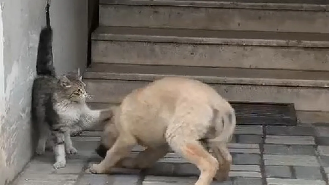 Kedi ve Köpeğin Pati Kavgası Sevgisi Gülümsetti