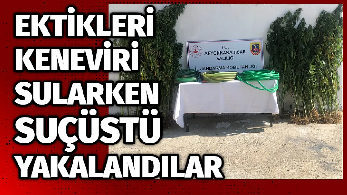 Ektikleri keneviri sularken suçüstü yakalandılar