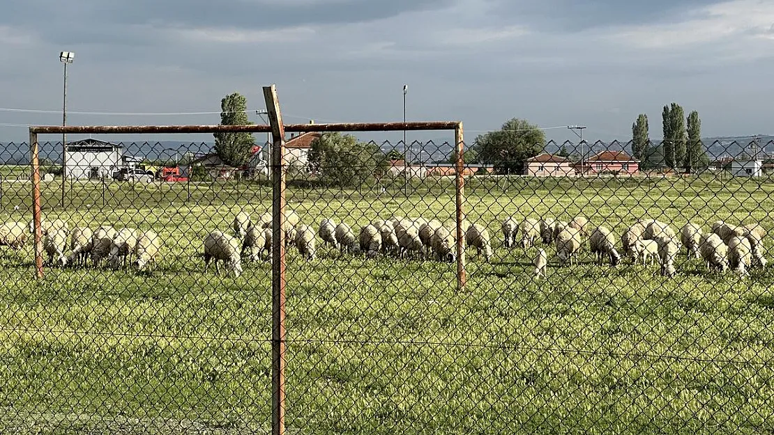 Eski futbol sahası koyunların otlama yeri oldu