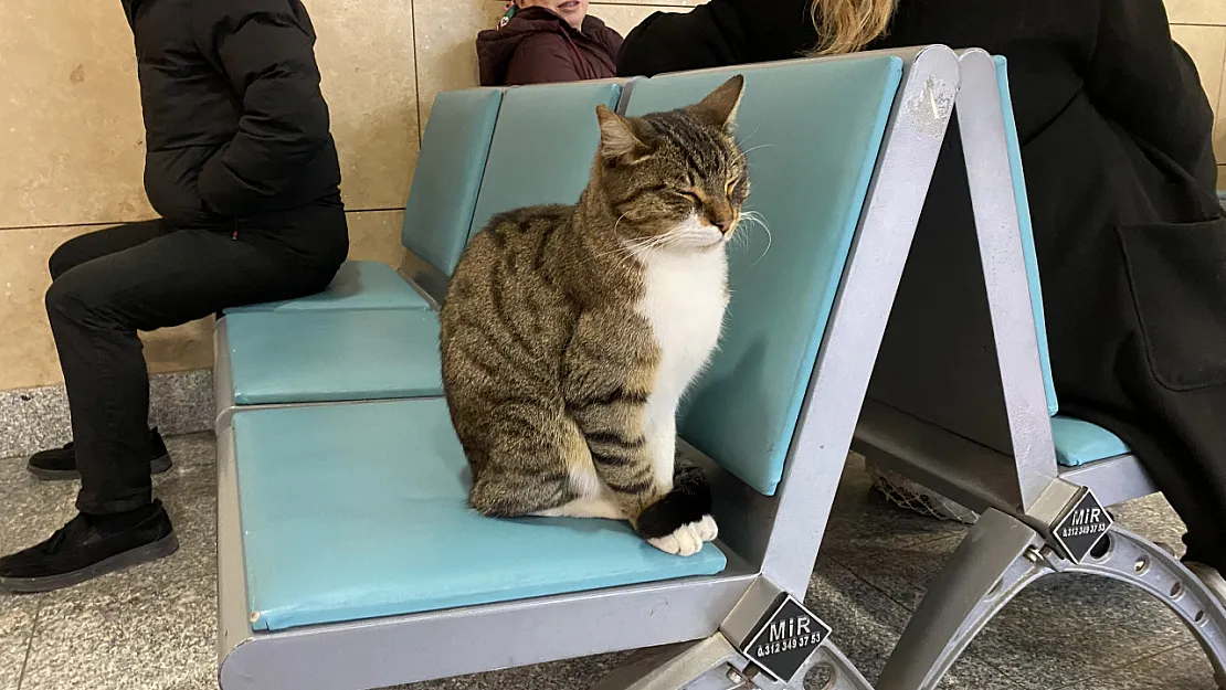 Eskişehir'de Soğuktan Üşüyen Hayvanlar Tren Garına Sığındı