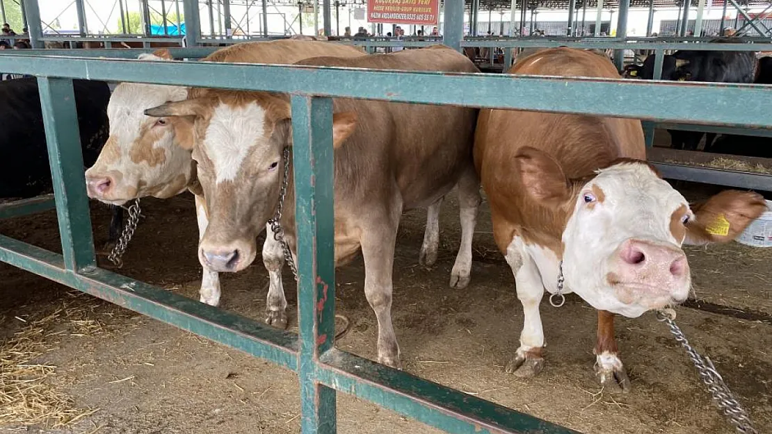 Eskişehir Hayvan Pazarı'nın 750 kiloluk düveleri