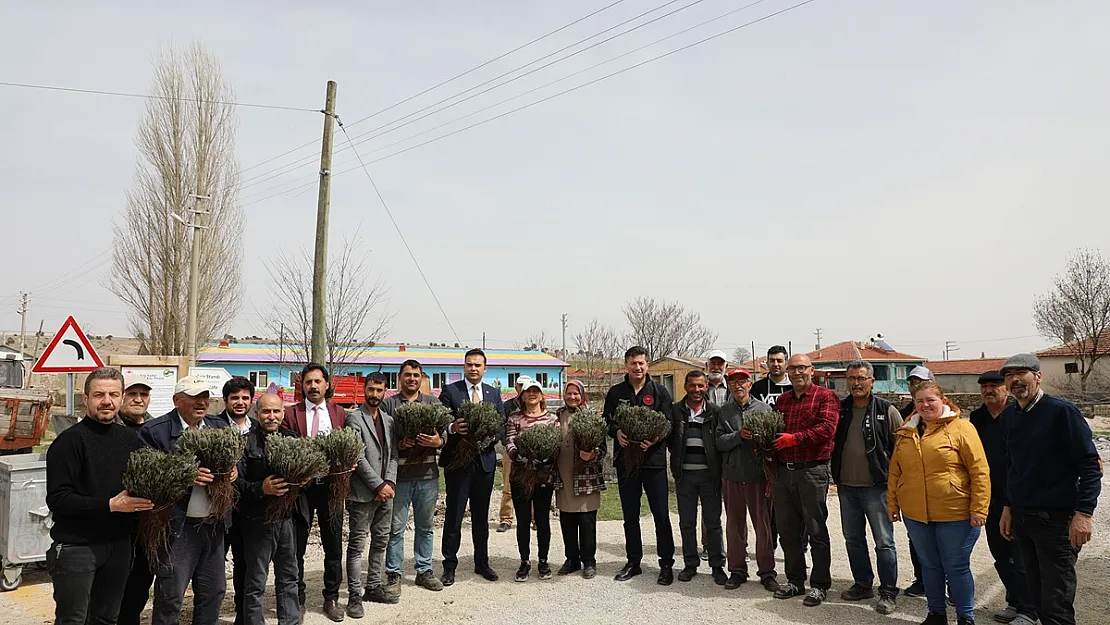 Eskişehir'de Atıl Tarım Arazileri 590 Bin Lavanta İle Renkleniyor