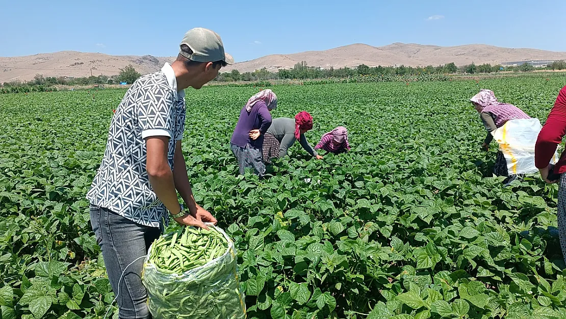 Fasulyenin Satış Fiyat Düştü