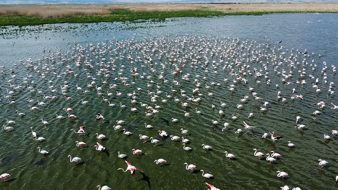 Flamingolar Bu Yıl Da Eber Gölü'nde Geçici Olarak Konakladı