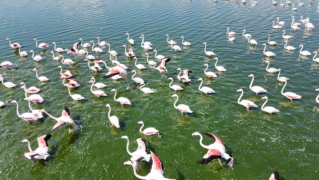 Flamingolar Doğanın Bahara Uyanışını Müjdeledi