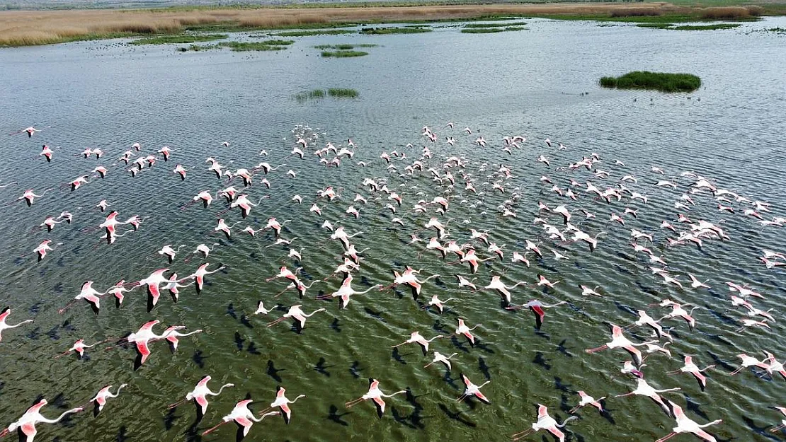 Flamingolar göç yolundayken Afyon’da görüntülendi