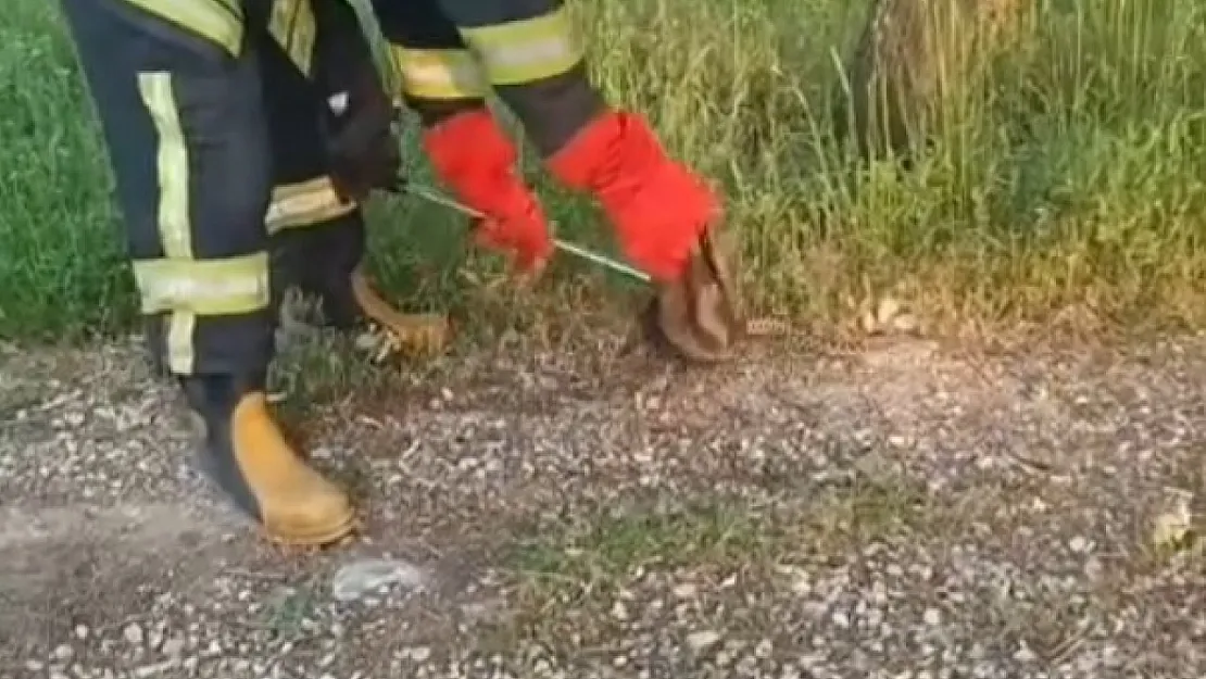 Gediz'de Yılan Ve Kene Alarmı