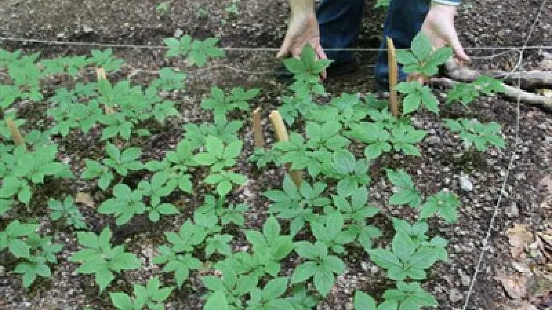 Ginseng için deneme ekimi yapıldı