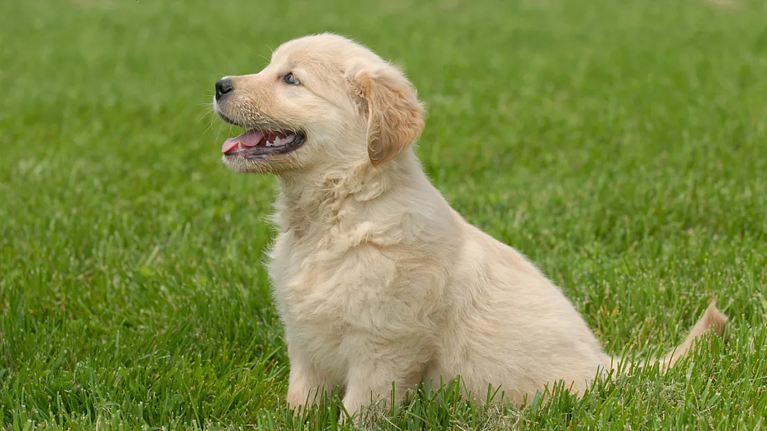 Golden Köpekleri En Çok Neyi Sever?