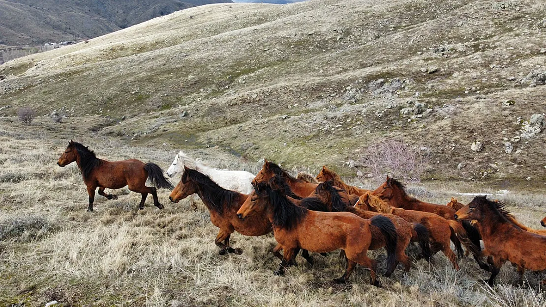 Güneşi Gören Yılkı Atları İndikleri Yaylalarda Havadan Görüntülendi