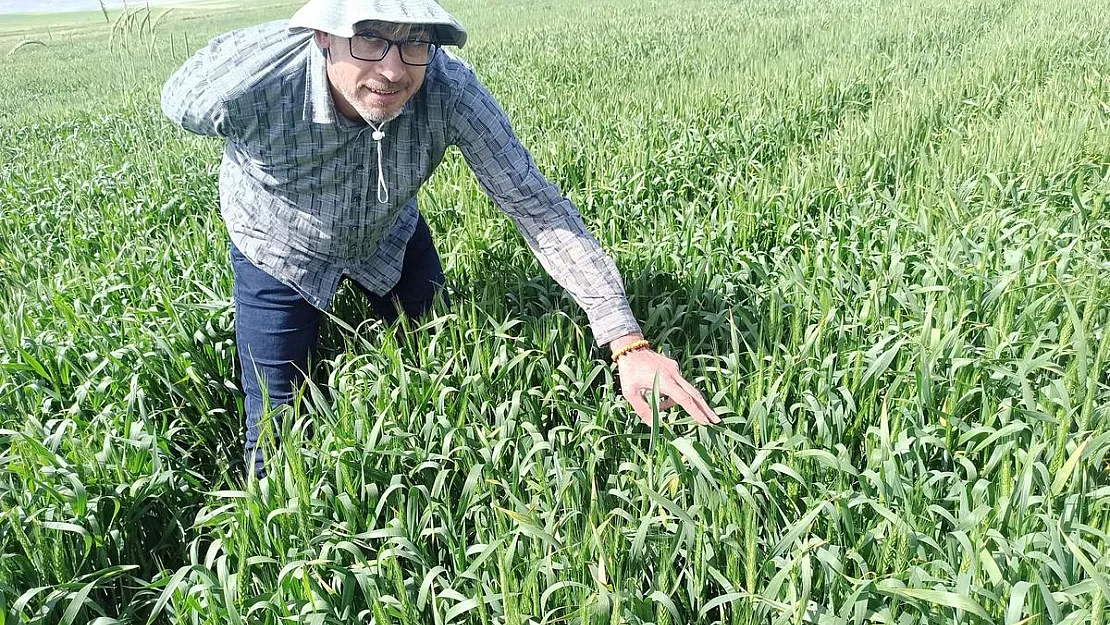 Günyüzü ilçesinde tarlalarda süne kontrolü yapıldı