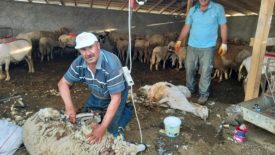 Günyüzü’nde koyun kırkım sezonu başladı