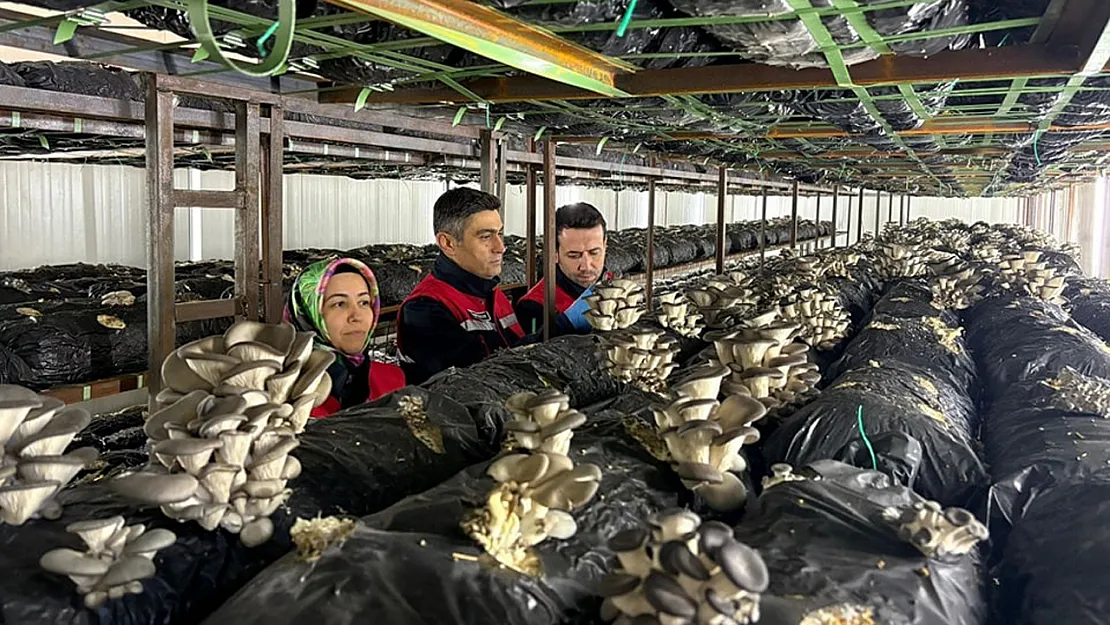 Hasat Öncesi Pestisit Denetimleri Sürüyor