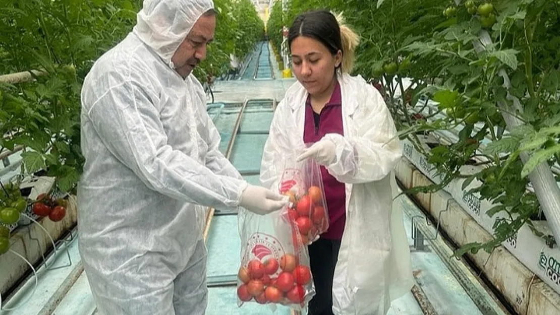 Hasat Öncesi Pestisit Denetimleri