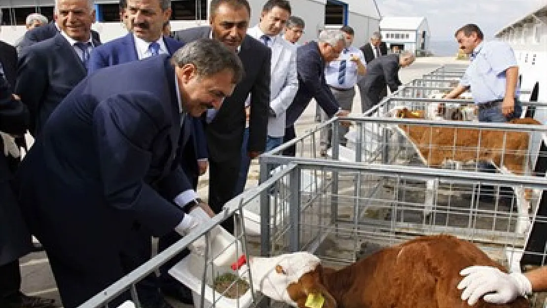 Hayvan hakkını ihlal edenlere ceza yağdı