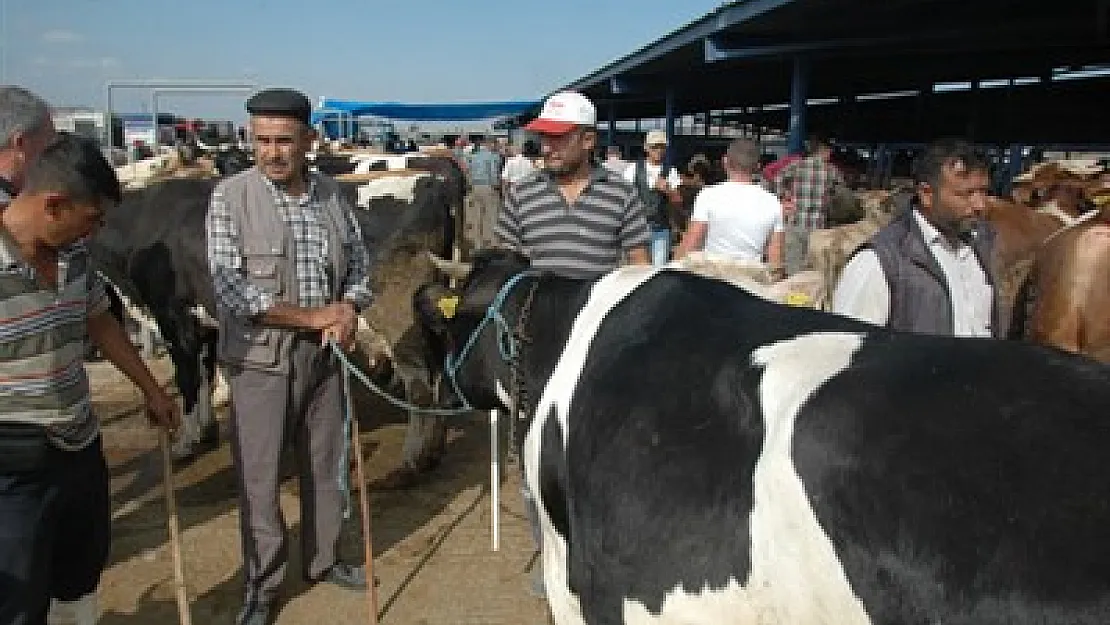 Hayvan Pazarı, Kurban Bayramı’nı bekliyor