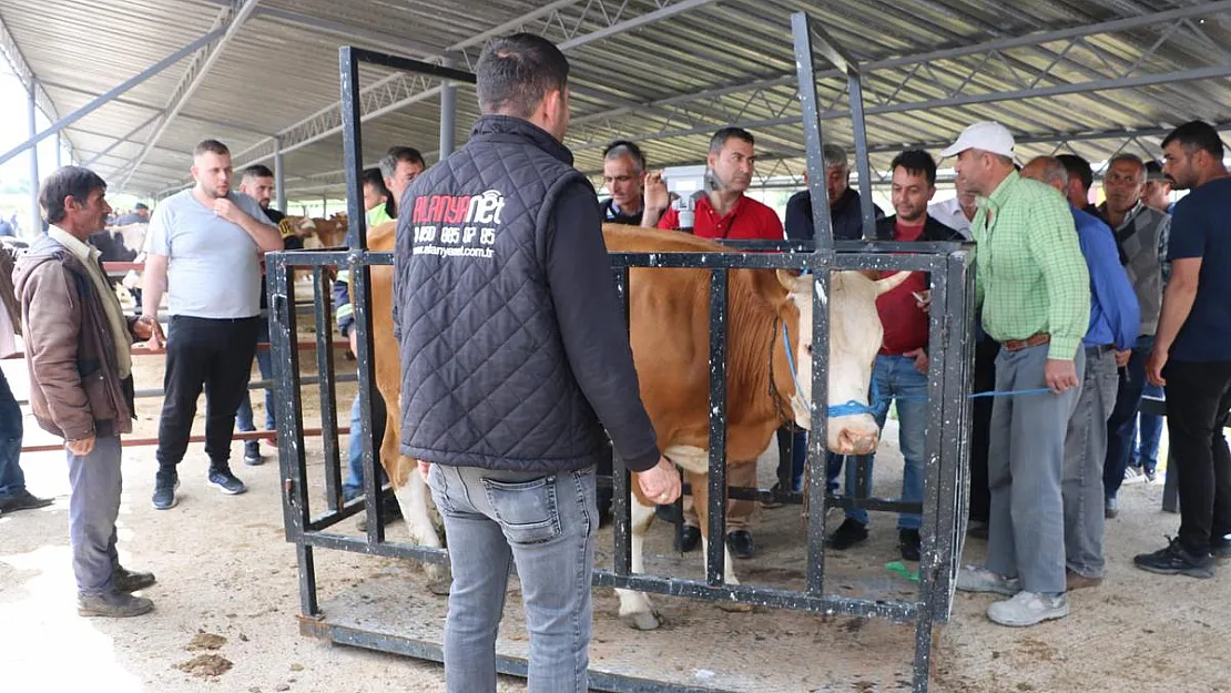 Hayvan pazarının 1'er tonluk danaları alıcısını bekliyor