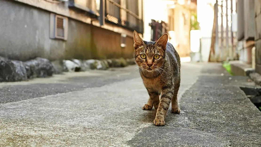 Hiç Düşündünüz Mü? Sokakta Neden Bu Kadar Kedi Var?