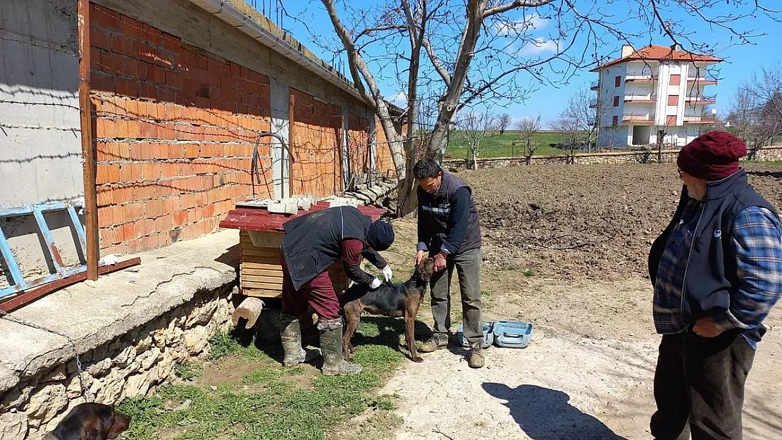 Hocalar'da hayvan hastalıklarıyla mücadele devam ediyor