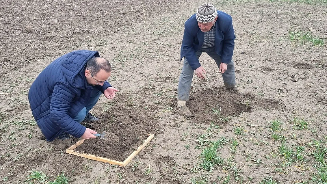 Hububat Ekili Alanlarda Ekin Kambur Böceği Zararlısı Tespit Edildi