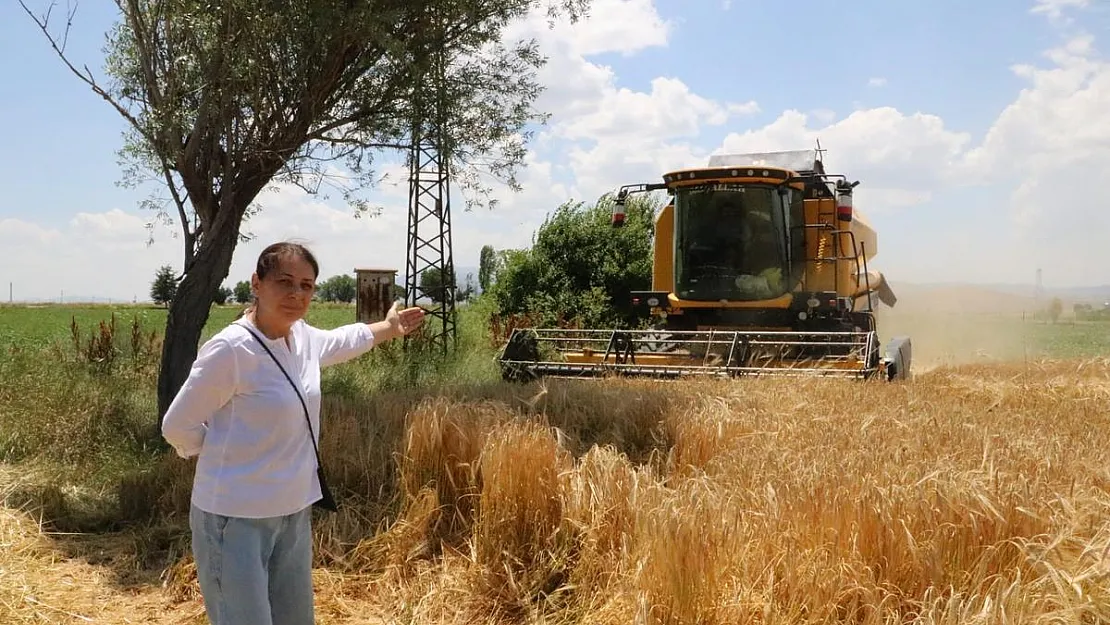 Hububat hasadı arpa hasadı ile başladı